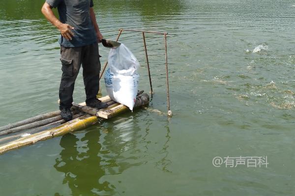 鱼塘撒化肥鱼怎么办，鱼在几天内不会开口？