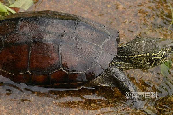 # 野生草龟的开食方法：直接将食物放入水中