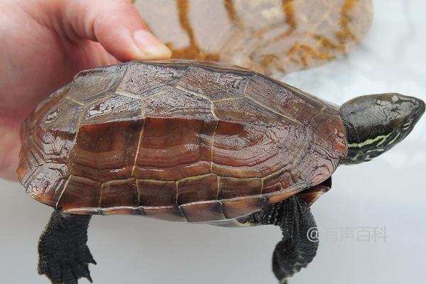 # 野生草龟的开食方法：直接将食物放入水中