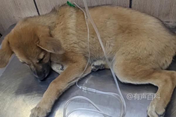 犬瘟热的治疗方法：初期可考虑使用犬瘟热高免血清