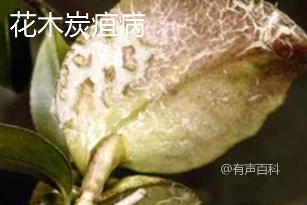 植物炭疽病的预防与治疗方法