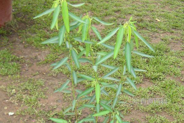 跳舞草种植的方法和时间