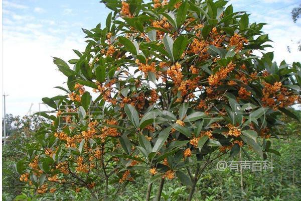 移植桂花树注意事项，选择优质树苗至关重要