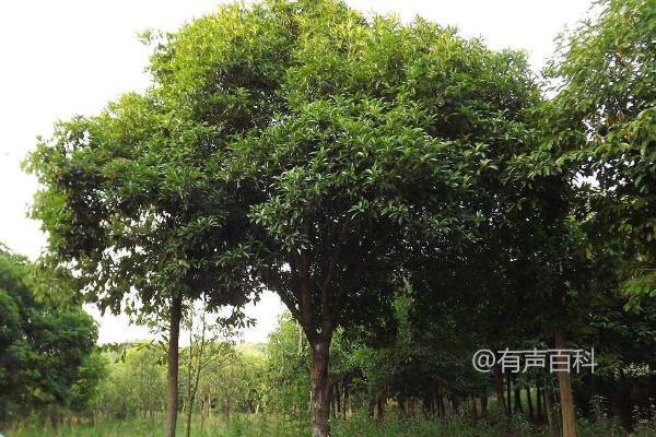 移植桂花树注意事项，选择优质树苗至关重要