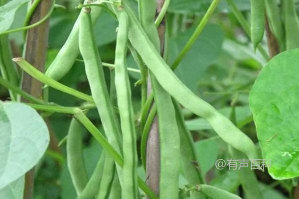 四季豆种植的时间、方法和适宜温度