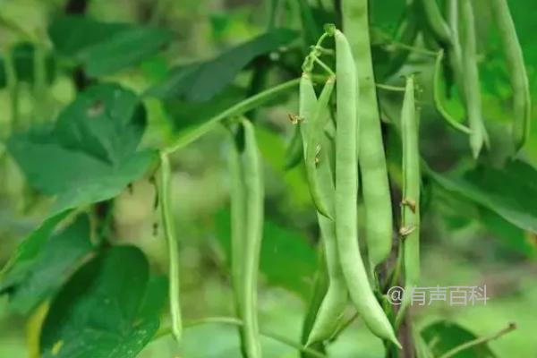 四季豆种植的时间、方法和适宜温度