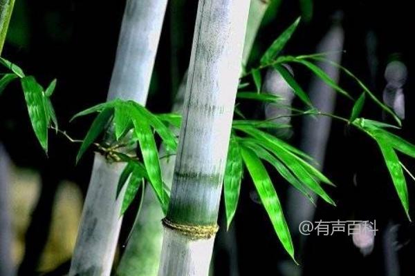 # 如何种植竹子：必备步骤及注意事项