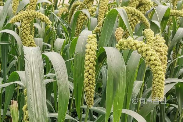 谷子田除草防治方法：选择适合的草田除草剂