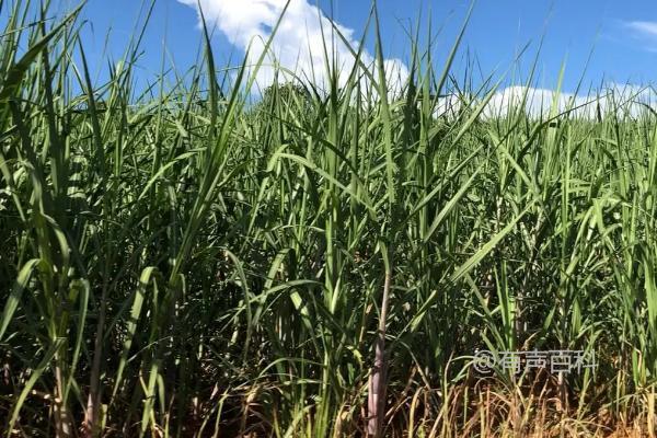 甘蔗的种植时间，适宜春季播种在1月底至3月中旬