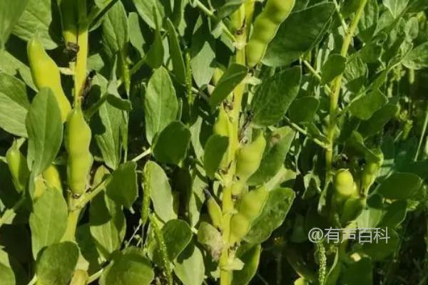 种植蚕豆技巧：株高达10厘米时如何进行中耕除草