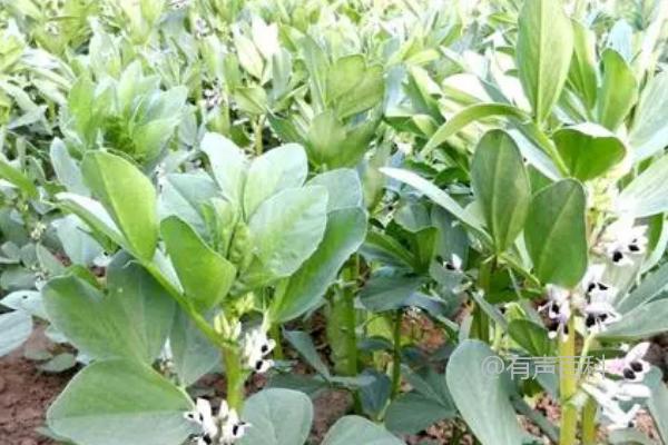 种植蚕豆技巧：株高达10厘米时如何进行中耕除草