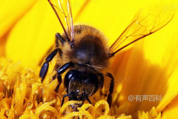 蜜蜂是益虫，它们帮助植物传播花粉