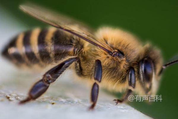 蜜蜂是益虫，它们帮助植物传播花粉