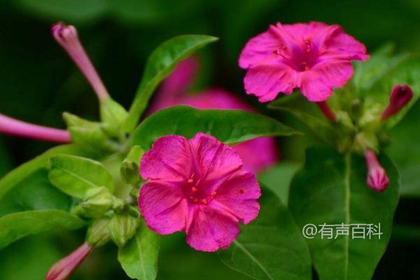 紫茉莉种植时间和方法，不耐旱，雨季注意排水