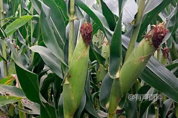 高产新品种玉米推荐-如何选择适合种植的高产玉米新品种