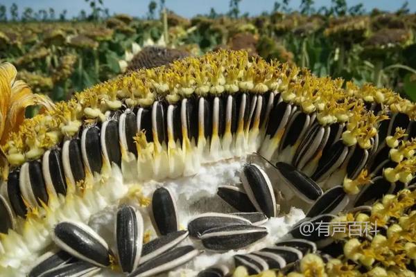 种植葵花363种植技术及管理方法