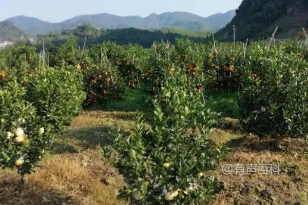 干旱天气下柑橘种植的关键：科学浇水