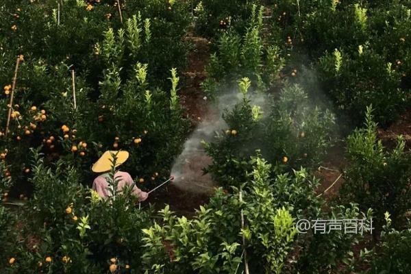 干旱天气下柑橘种植的关键：科学浇水