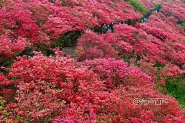 冬季如何养护映山红，裹草套袋方法保温越冬