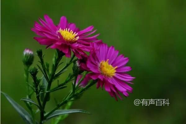 荷兰菊的种植技巧：充足日照助生长