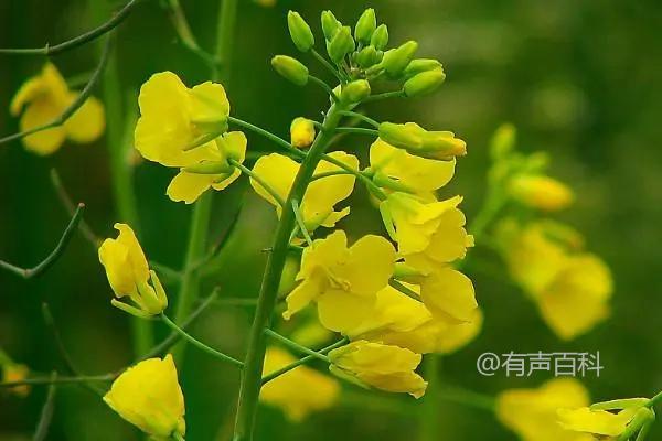 油菜病虫害防治措施：对油菜种子实施严格的筛选和处理