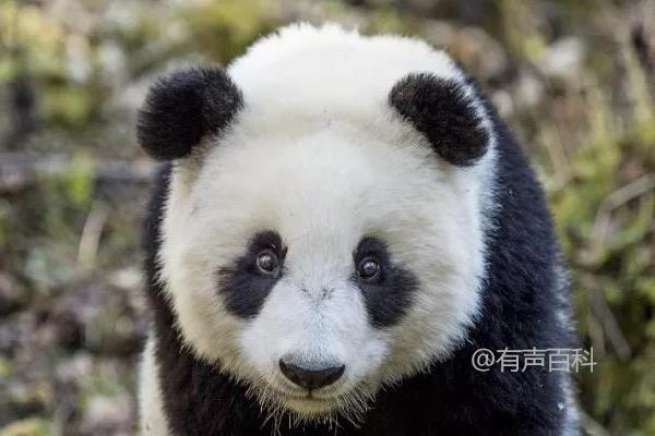 大熊猫的饮食习性及食量有多大？