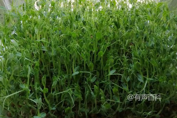 什么种类的豆可以种植出豆苗