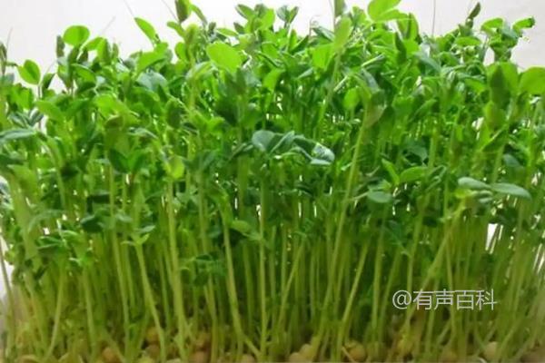 什么种类的豆可以种植出豆苗