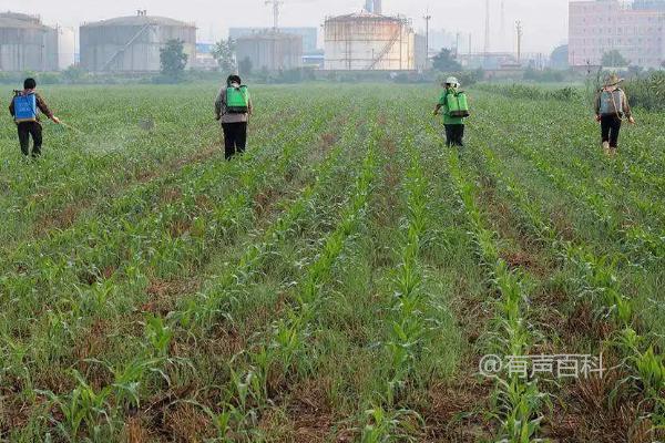 玉米出苗后喷洒除草剂的要求与喷药时机推荐