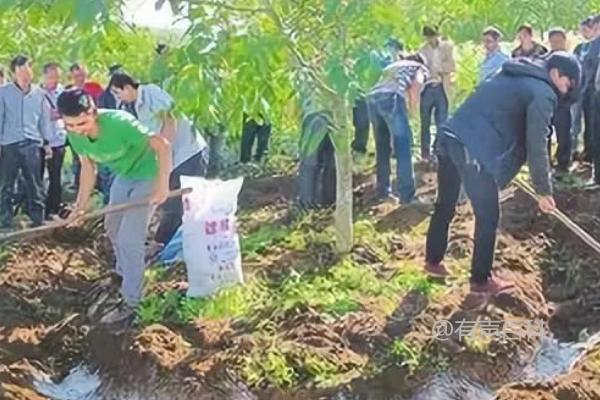 果园施肥误区揭秘，这五大方面需牢记