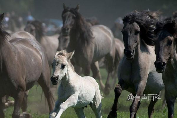 马繁殖季节及南方地区的繁殖时间 - 春季3月份