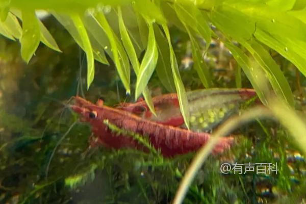 观赏虾繁殖技巧：水温和水质调节很关键