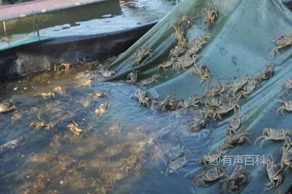 螃蟹的生活习性及食性特点