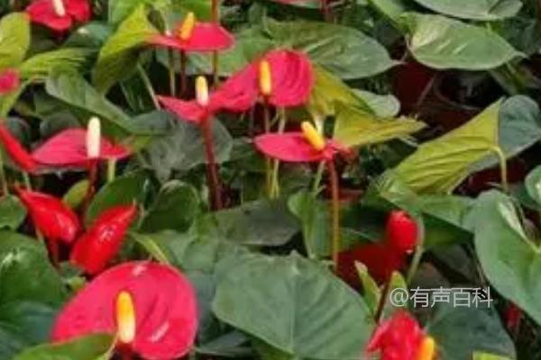 红掌如何防治叶霉病，使用扑海因、甲霉灵等药剂喷雾效果好