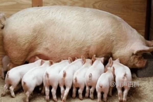 母猪哺乳期如何供应饲料以增加奶水产量