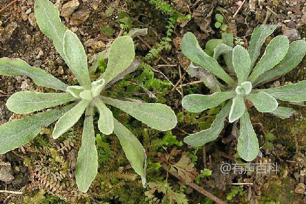 清明菜种植技巧，最佳播种时间在春季2-3月份