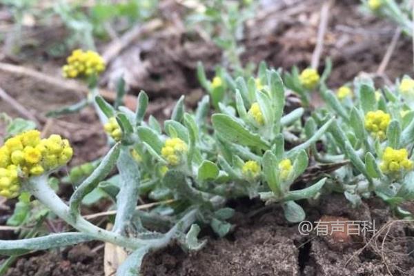 清明菜种植技巧，最佳播种时间在春季2-3月份