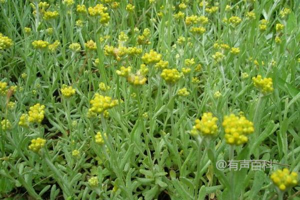 清明菜种植技巧，最佳播种时间在春季2-3月份