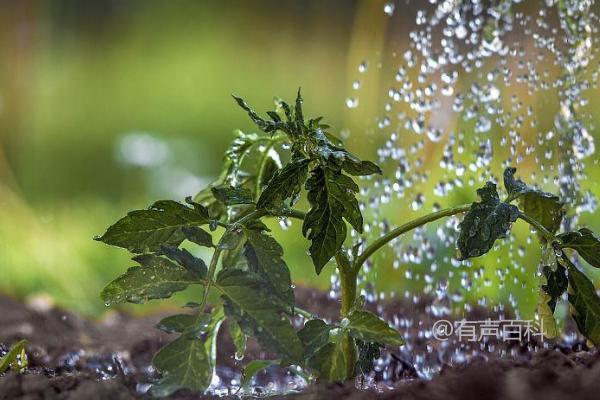 番茄早春浇水技巧，7个注意事项