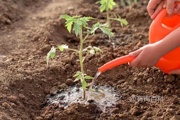 番茄早春浇水技巧，7个注意事项