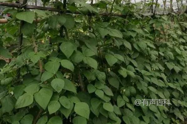 四季豆秋播时间推荐，适合8月份左右播种