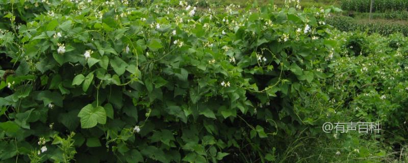 芸豆种植方法：条播和穴播技巧分享