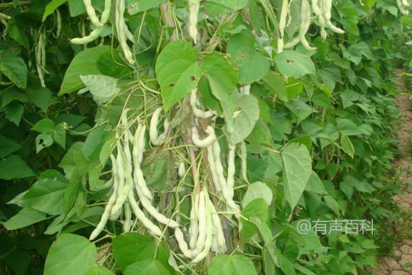 芸豆种植方法：条播和穴播技巧分享