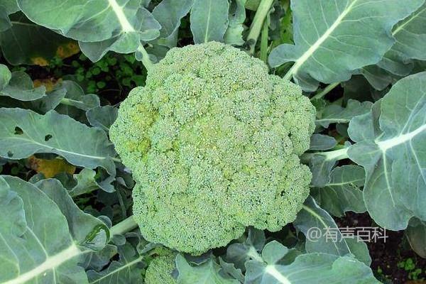 河南越冬花菜定植时间及种植建议【3月底至4月初最佳】