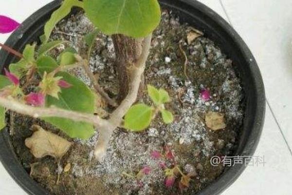 花盆里如何正确施用鸡粪肥