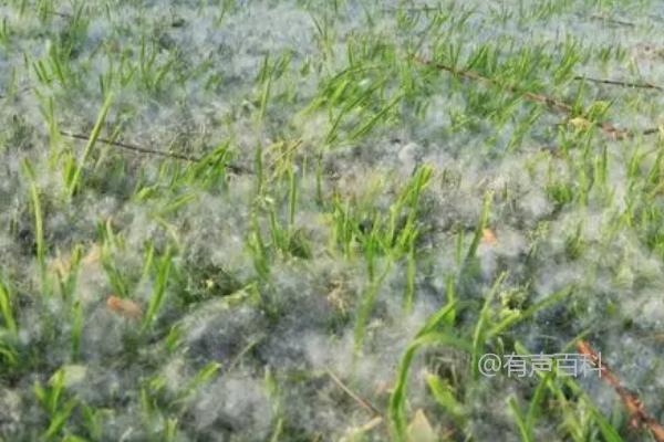 夏天刚到时，柳絮会在什么季节飘完