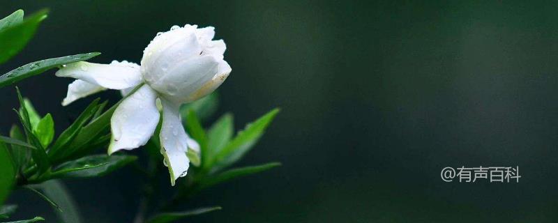 栀子花开花时间，通常为6-8月份