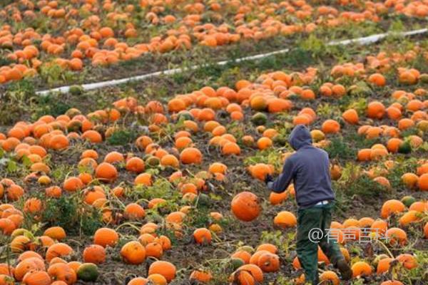 南瓜采摘时间及用途的相关知识