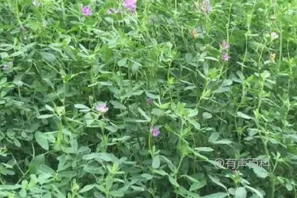 喂牛的草种选择：紫花苜蓿、皇竹草、白三叶等品种