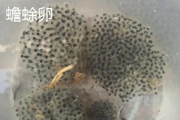 青蛙卵与蟾蜍卵的区别对比